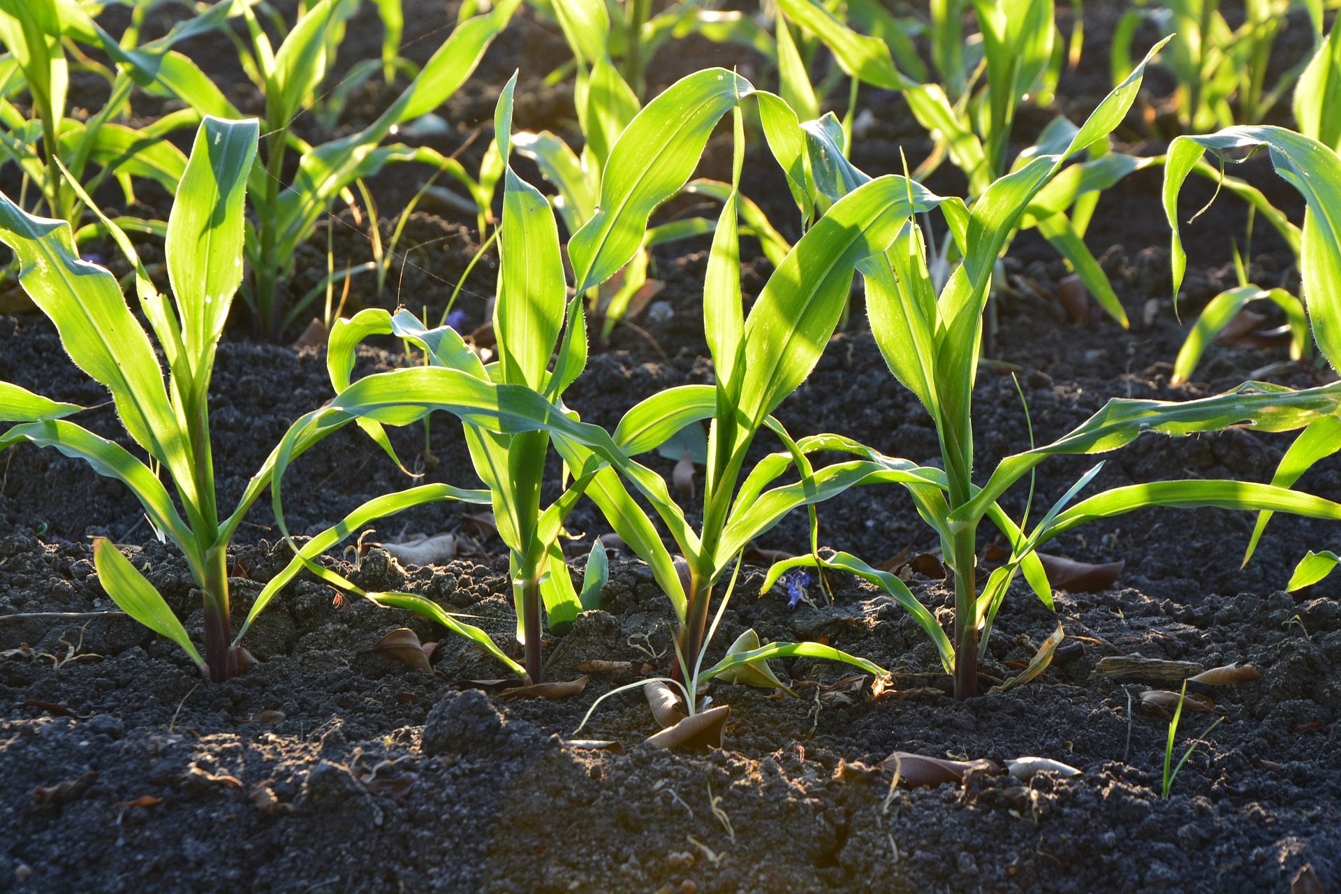 Sustainable farming provides open spaces for nature preservation. 