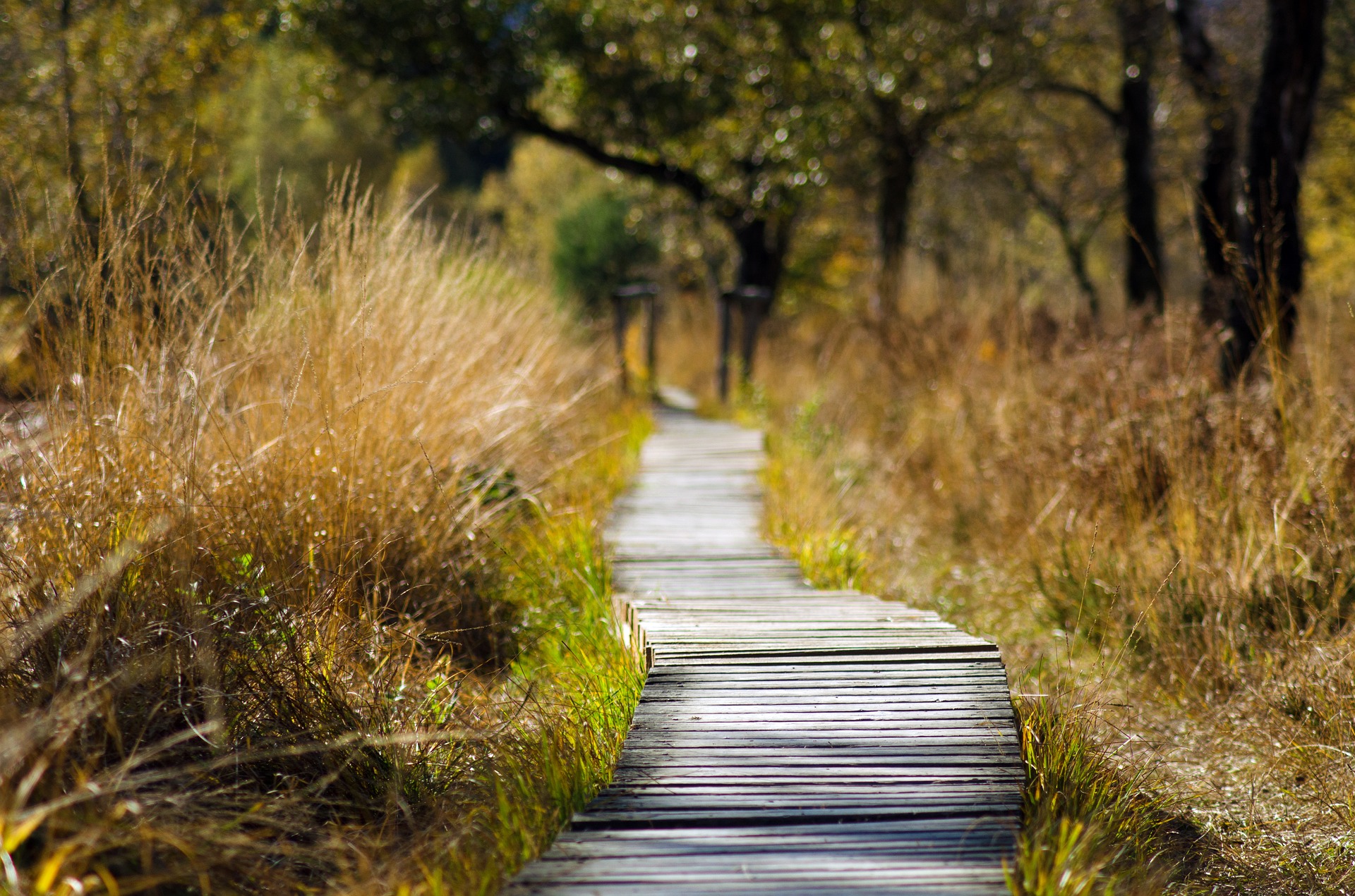 Austin has many peaceful park trails that are ideal for daily running routines. 